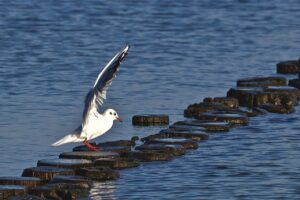 gull, beach, ornithology-7589545.jpg